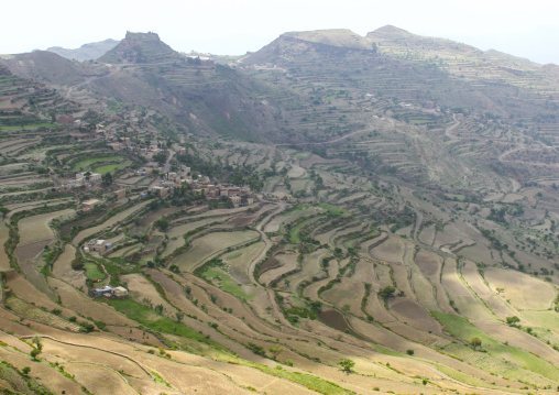 Terraces planted with cereals, Ibb Governorate, Jibla, Yemen