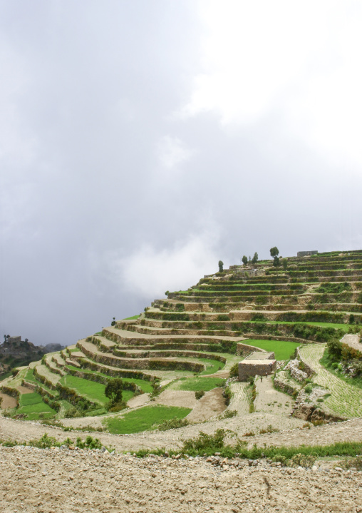 Terraces planted with cereals, Sanaa Governorate, Manakha, Yemen