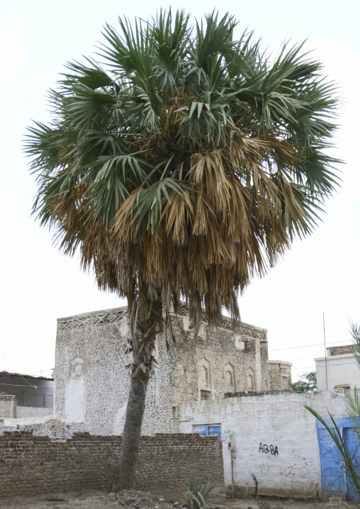 Heritage house with a palm tree in the old town, Al Hudaydah Governorate, Zabid, Yemen