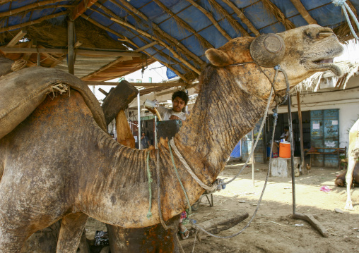 Camel-powered sesame oil press, Al Hudaydah Governorate, Zabid, Yemen