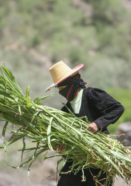 Yemeni woman with a hat carrying grass for animals, Thiama, Wadi Mawr, Yemen