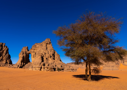 Rock formation and tree in the desert, Tassili N'Ajjer National Park, Tadrart Rouge, Algeria