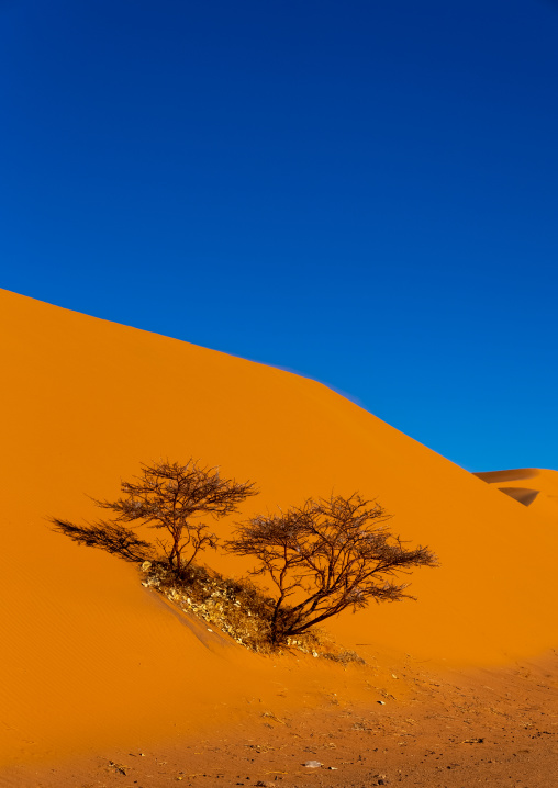 Trees on a sand dunes in the Sahara desert, Tassili N'Ajjer National Park, Tadrart Rouge, Algeria