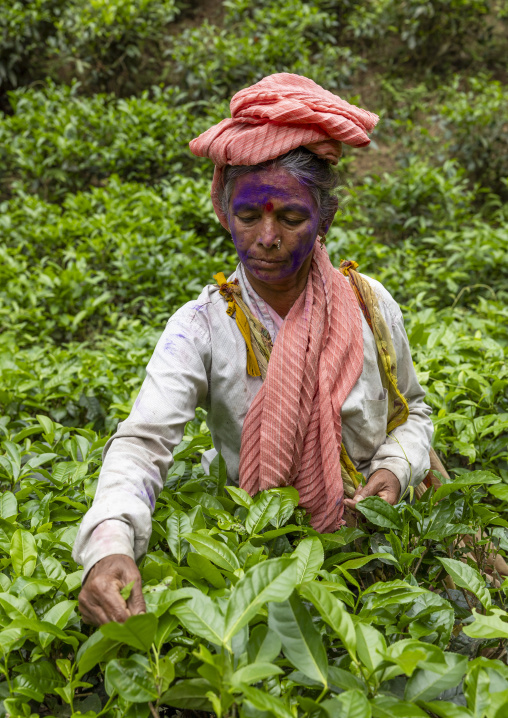 Women picking tea leaves in a tea plantation, Sylhet Division, Kamalganj, Bangladesh