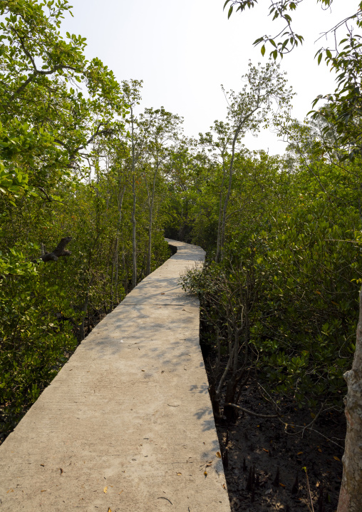 Path in the mangrove in the Sundarbans, Khulna Division, Shyamnagar, Bangladesh
