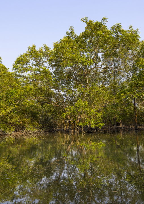 Mangrove in the Sundarbans, Khulna Division, Shyamnagar, Bangladesh