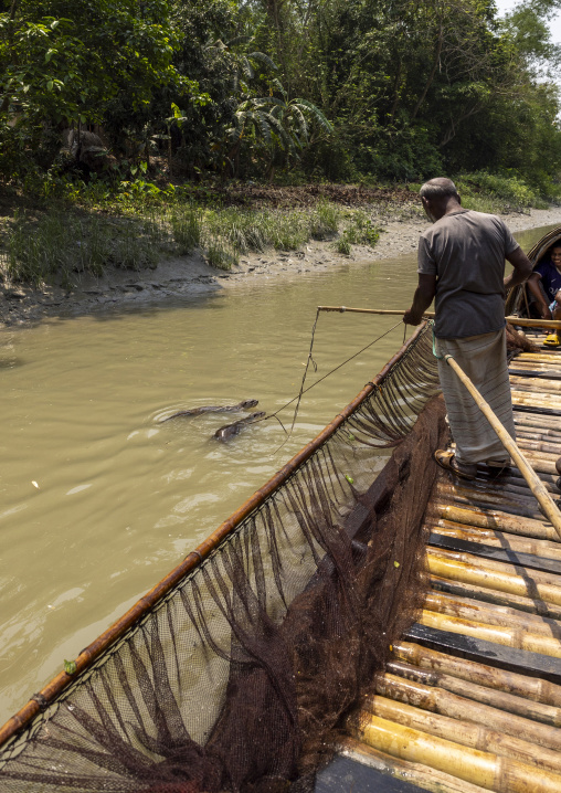 Bangladeshi fishermen use otters to fish in the Sundarbans, Khulna Division, Narail Sadar, Bangladesh
