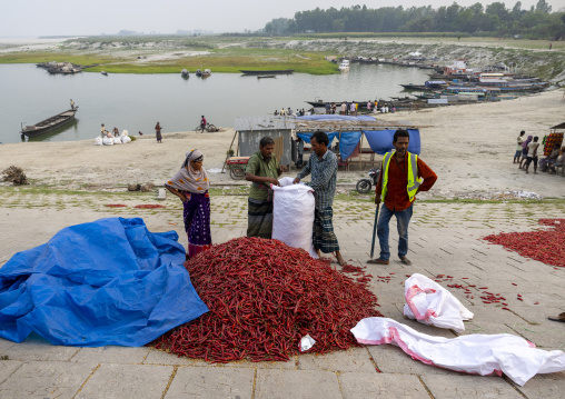 Bangladeshi workers dry red chili pepper in Kalitola ghat, Rajshahi Division, Sariakandi, Bangladesh