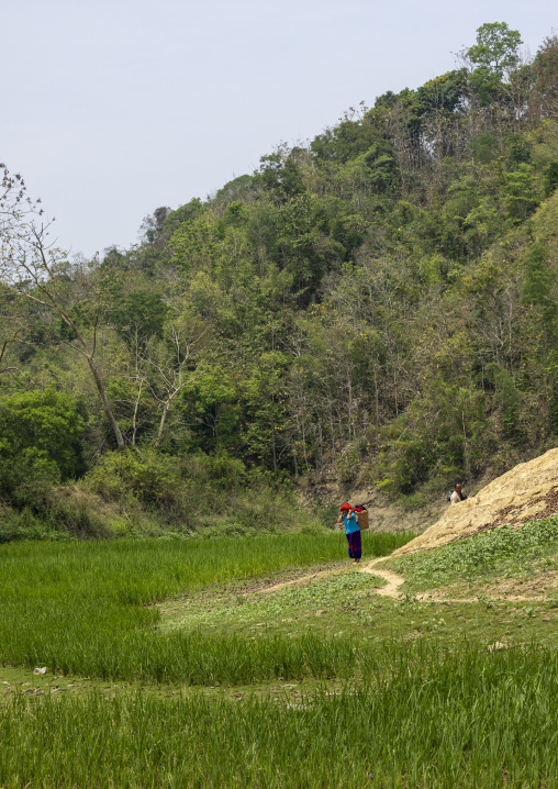 Chakma woman in a paddy field, Chittagong Division, Rangamati Sadar, Bangladesh