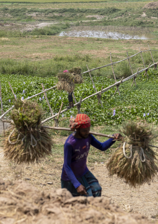 Bangladeshi men harvesting rice, Chittagong Division, Bijoynagar, Bangladesh