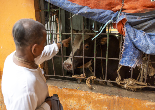 Krishna priest with a sacred cow in Sri Jagannatha Temple, Chittagong Division, Comilla, Bangladesh