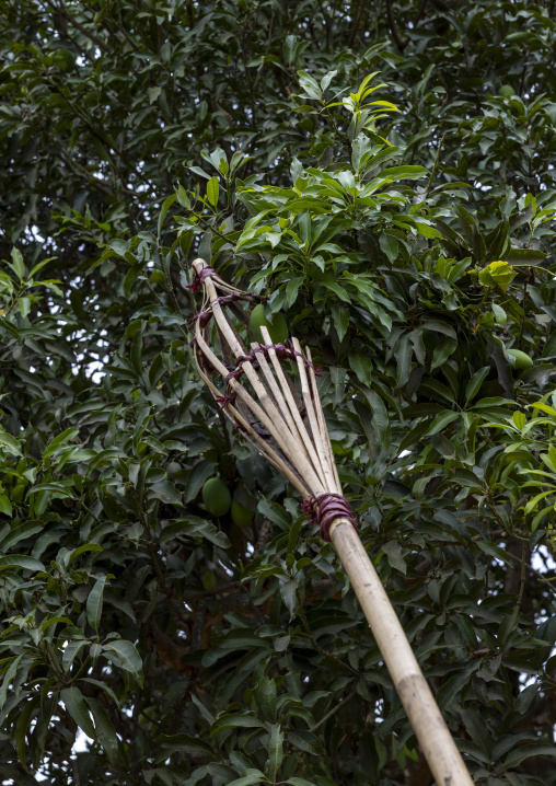 Bamboo tool to harvest mangoes in the trees, Chittagong Division, Rowangchhari, Bangladesh