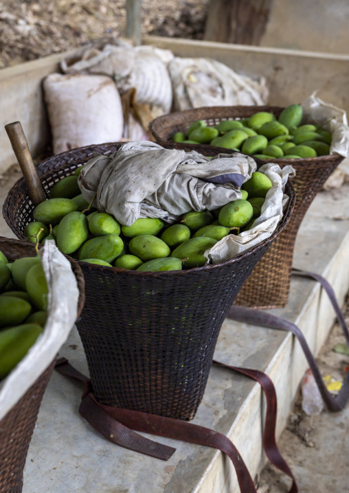 Green mangoes in bamboo baskets in Murong tribe area, Chittagong Division, Bandarban, Bangladesh