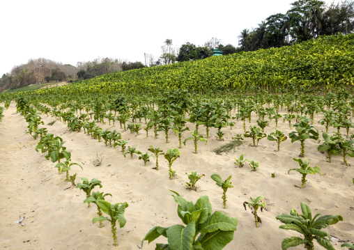 Tobacco crops, Chittagong Division, Rowangchhari, Bangladesh