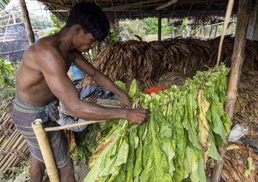 Worker hanging tobacco leaves to dry them, Chittagong Division, Rowangchhari, Bangladesh