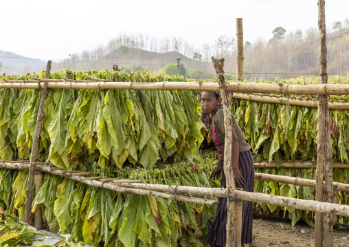 Worker hanging tobacco leaves to dry them, Chittagong Division, Rowangchhari, Bangladesh