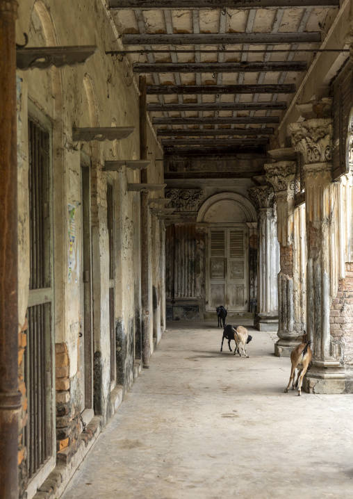 Goats in an heritage house at Pakutia Zamindar Bari, Dhaka Division, Nagarpur, Bangladesh