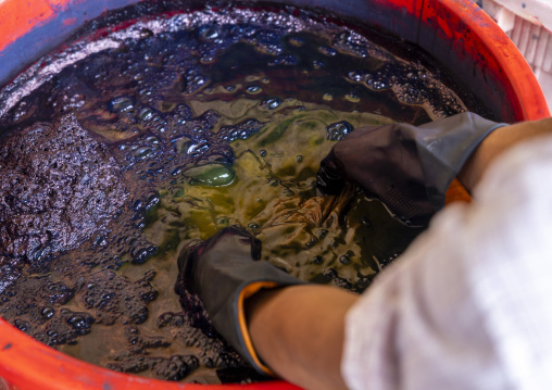Mister Massoud  dyeing fabrics with indigo in Living Blue company, Rangpur Division, Goalpara, Bangladesh