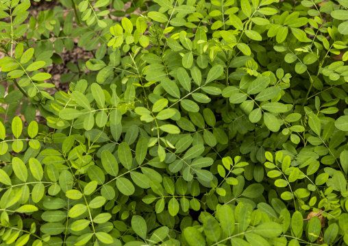 Indogo tree in Living Blue company, Rangpur Division, Goalpara, Bangladesh