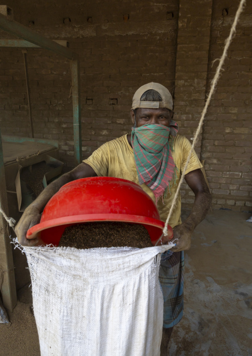 Bangladeshi worker putting dried tobacco leaves in grinder, Rangpur Division, Rangpur, Bangladesh