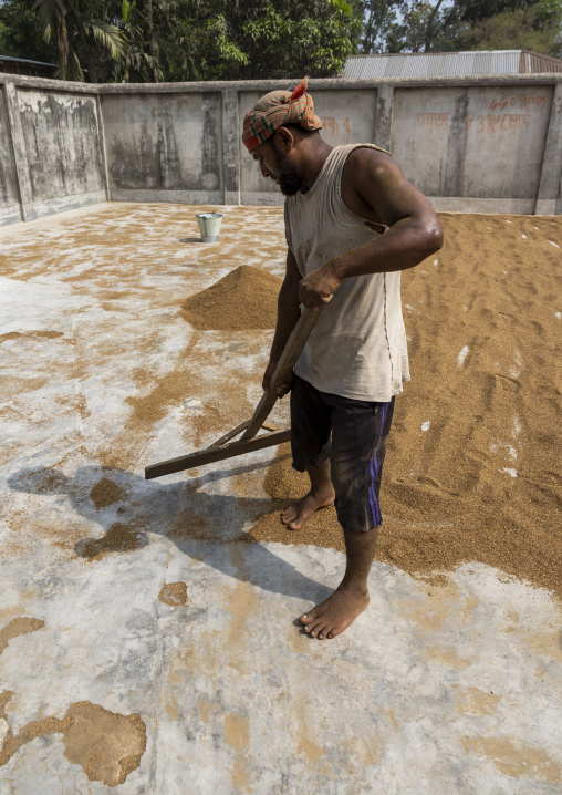 Dried tobacco leaves powder, Rangpur Division, Rangpur, Bangladesh