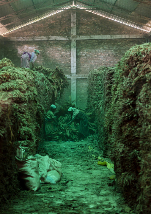 Workers arranging dried tobacco leaves in a warehouse, Rangpur Division, Rangpur, Bangladesh