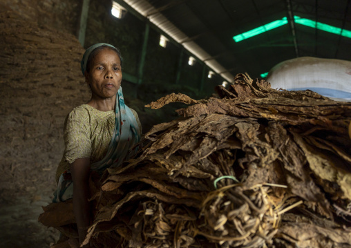 Worker arranging dried tobacco leaves in a warehouse, Rangpur Division, Rangpur, Bangladesh