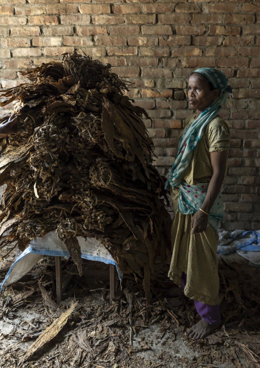 Worker arranging dried tobacco leaves in a warehouse, Rangpur Division, Rangpur, Bangladesh