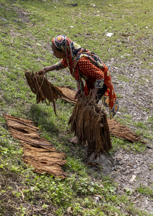 Bangladeshi woman putting tobacco leaves on the floor to dry, Rangpur Division, Rangpur, Bangladesh