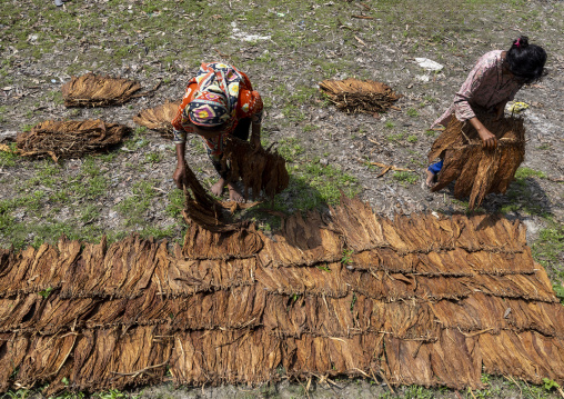 Bangladeshi women putting tobacco leaves on the floor to dry, Rangpur Division, Rangpur, Bangladesh
