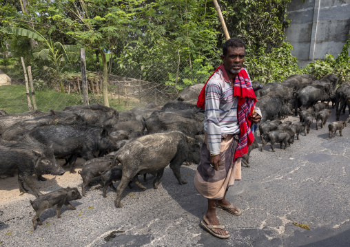 Bangladeshi hindu sheperd leading wild boars group in the street, Rajshahi Division, Tanore, Bangladesh