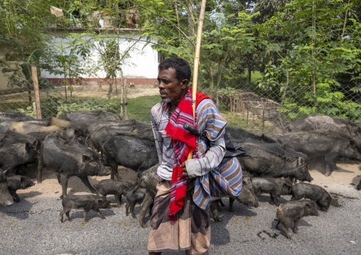 Bangladeshi hindu sheperd leading wild boars group in the street, Rajshahi Division, Tanore, Bangladesh