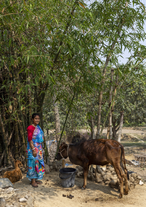 Portrait of a christian woman from Santal ethnic group with cows, Rajshahi Division, Tanore, Bangladesh