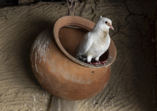 Pigeon in a pottery inside a house, Rajshahi Division, Tanore, Bangladesh