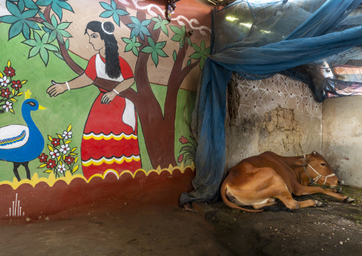 Cow in a stable with a colorful wall painting, Rajshahi Division, Tikoil, Bangladesh