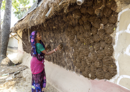 Bangladeshi woman putting cow dungs on a wall to dry them, Rajshahi Division, Tikoil, Bangladesh