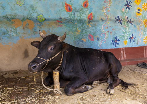 Cow in a stable with a colorful wall painting, Rajshahi Division, Tikoil, Bangladesh