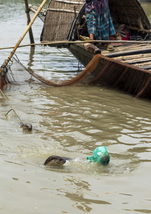 Bangladeshi fishermen use otters to fish in the Sundarbans, Khulna Division, Narail, Bangladesh
