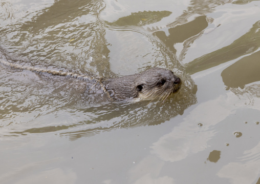 Bangladeshi fishermen use otters to fish in the Sundarbans, Khulna Division, Narail, Bangladesh