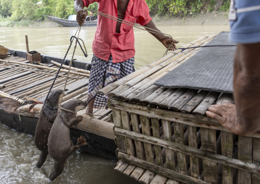 Bangladeshi fishermen use otters to fish in the Sundarbans, Khulna Division, Narail, Bangladesh