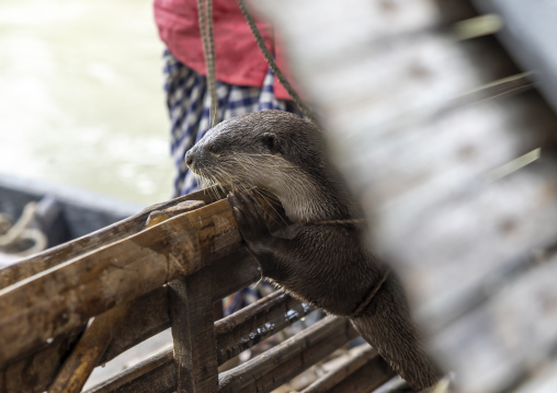 Bangladeshi fishermen use otters to fish in the Sundarbans, Khulna Division, Narail, Bangladesh