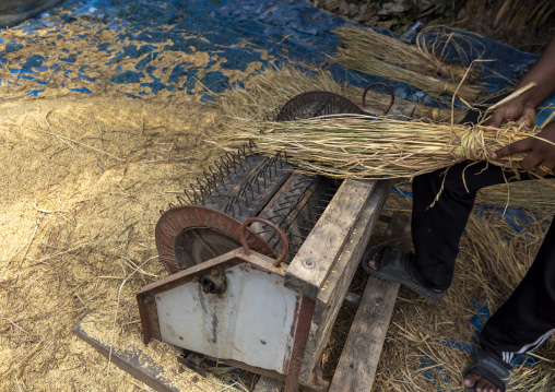 Bangladeshi man using a manual rice tresher, Khulna Division, Narail, Bangladesh