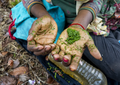 Bangladeshi woman crashing chili in her hands, Sylhet Division, Kamalganj, Bangladesh