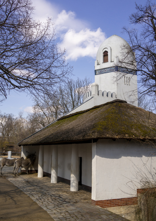 Grévy’s zebra in Berlin zoo, Berlin state, Berlin, Germany
