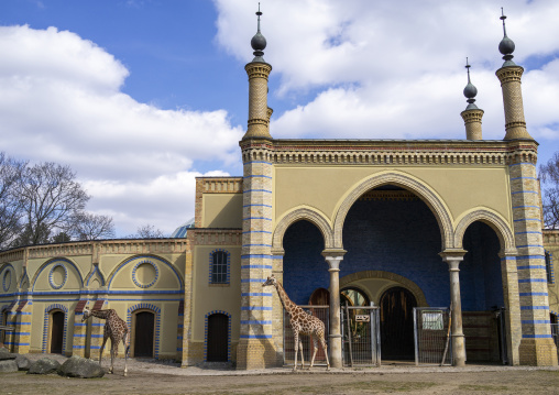 Giraffes in Antelope house in Berlin zoo, Berlin state, Berlin, Germany