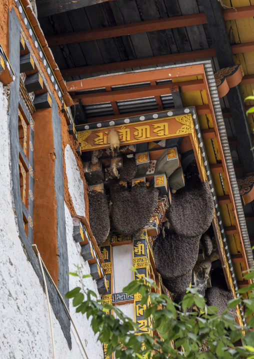 Honey combs in Punakha dzong, Punakha dzongkhag, Punakha, Bhutan
