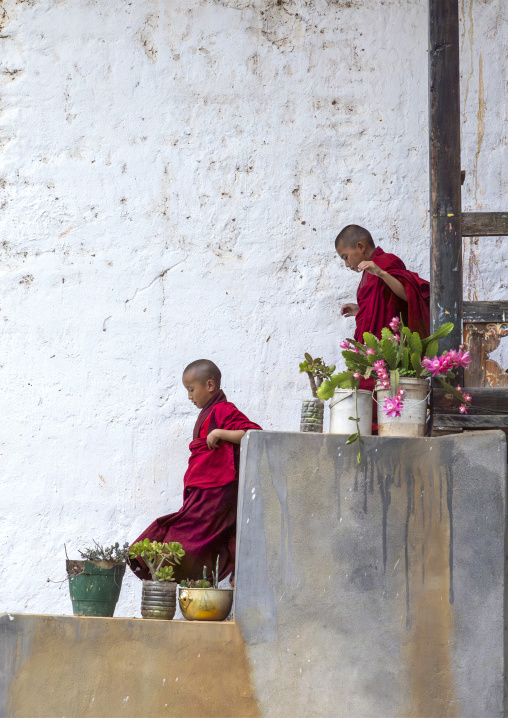 Bhutanese novices monks on stairs in Nyenzer Lhakhang, Thedtsho Gewog, Wangdue Phodrang, Bhutan
