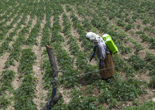 Bhutanese woman with a crop sprayer in a field, Bumthang, Ogyen Choling, Bhutan