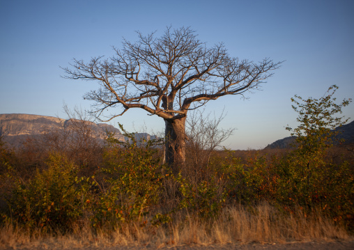 Baobab tree, Huila province, Lubango angola