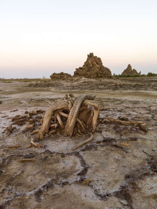 Gnarled dead tree roots lie on the cracked salt flat near distant chimney rocks, Afar depression, Lake Abbe, Djibouti